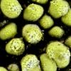 Rhizocarpon ridescens